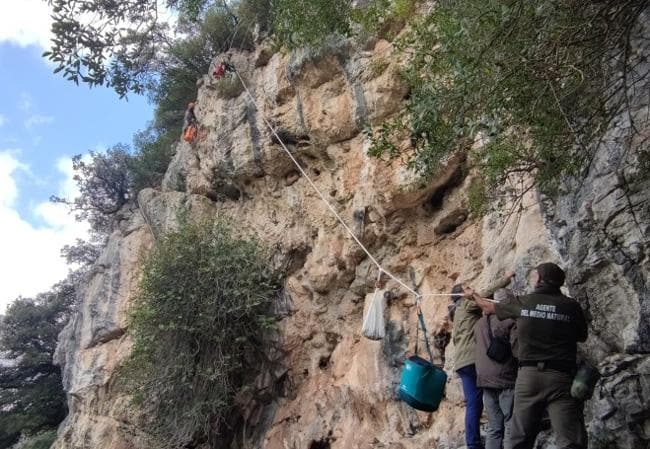 La colocación del GPS no estuvo exenta de dificultades, ya que el nido estaba una pared de roca que obligó a contar con el Grupo de Intervención en Altura (GRIA) del Gobierno de Cantabria